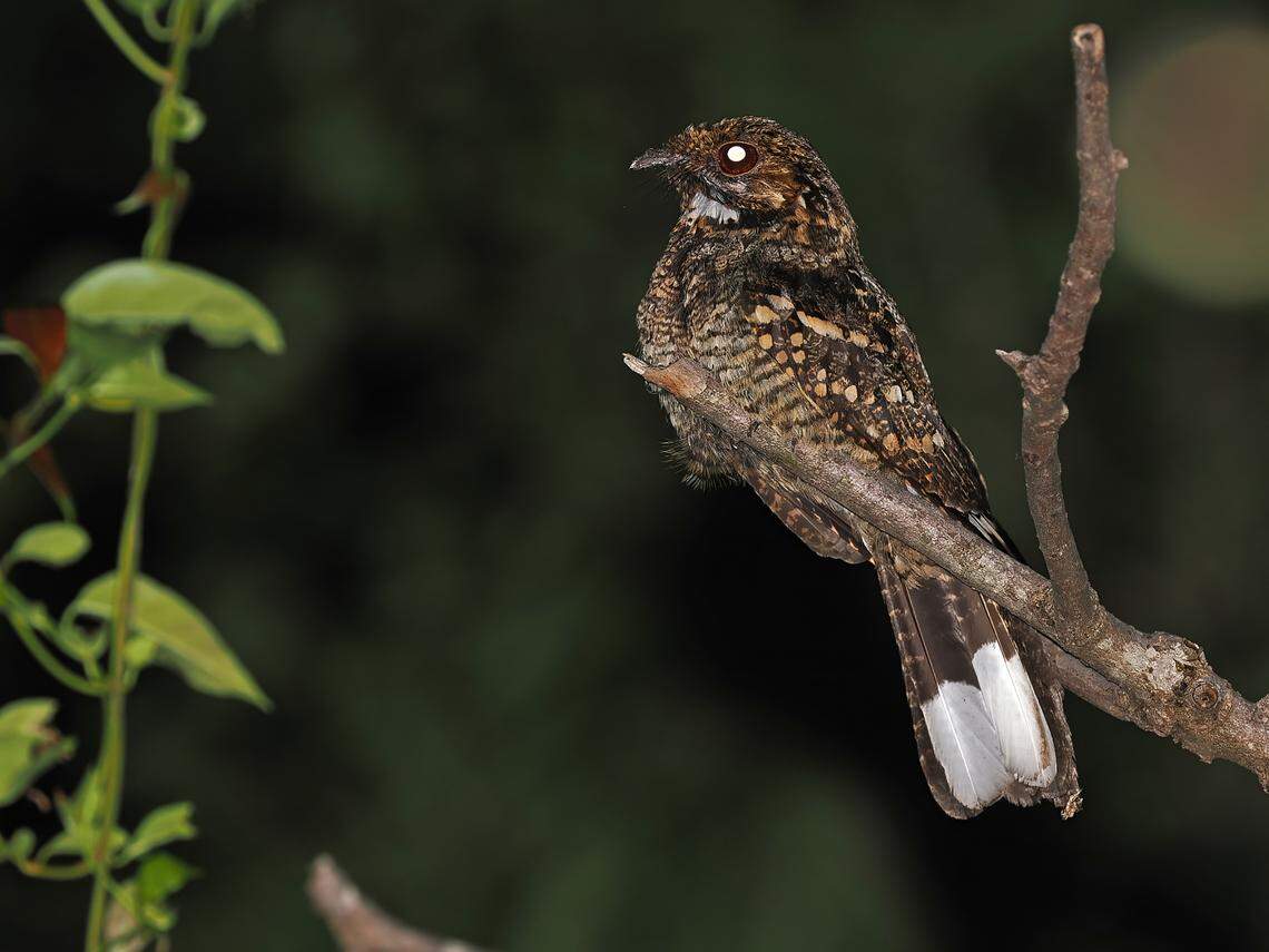 A Caprimulgus ritae, or Timor nightjar, seen in 2014. The white spot in its eye is due to the camera flash.