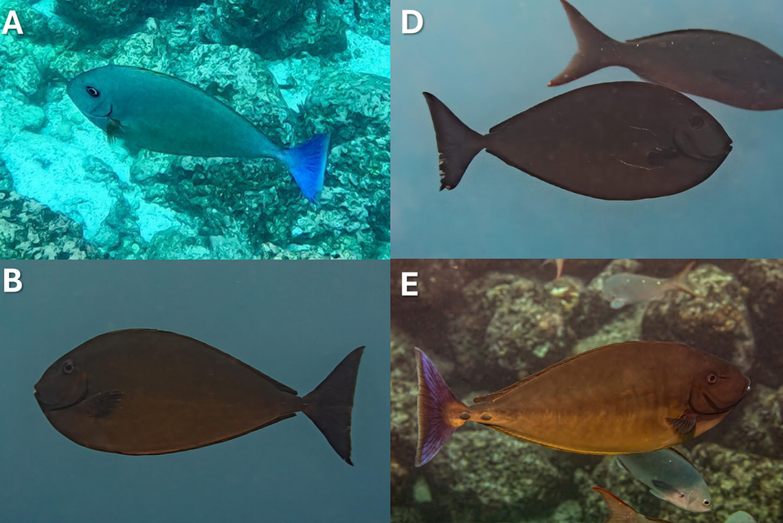 Several Naso hexacanthus seen in the Galápagos Islands for the first time.