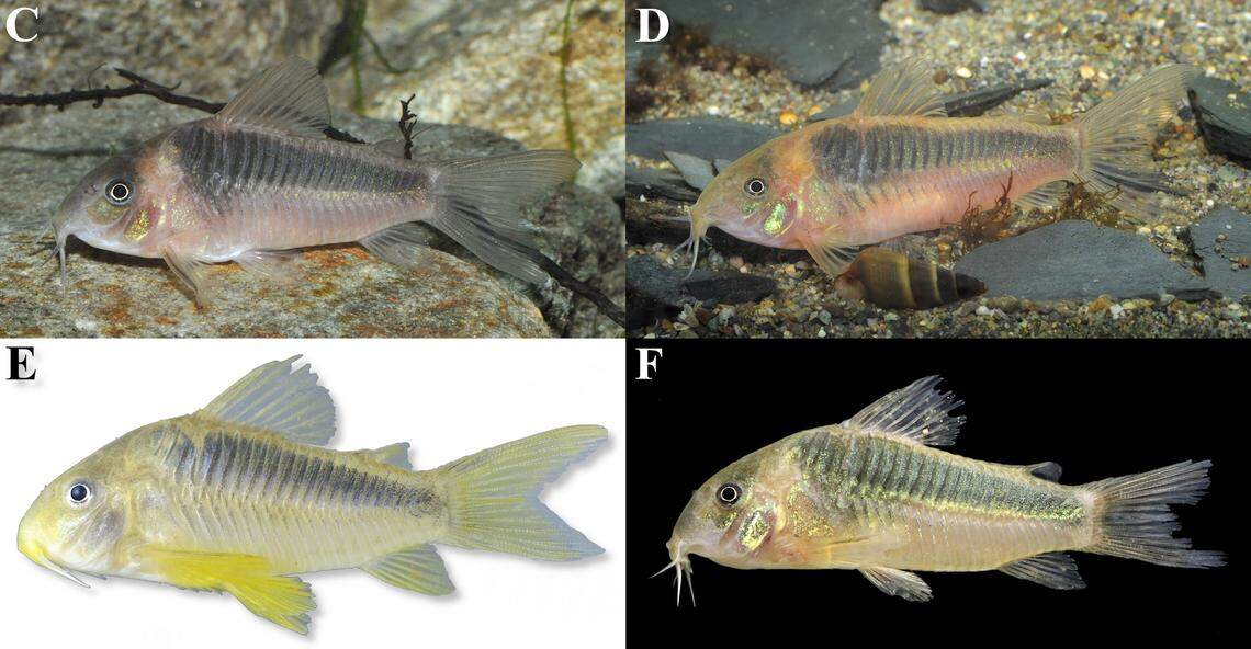 Several adult Osteogaster oharai, or Ohara’s armored catfish.