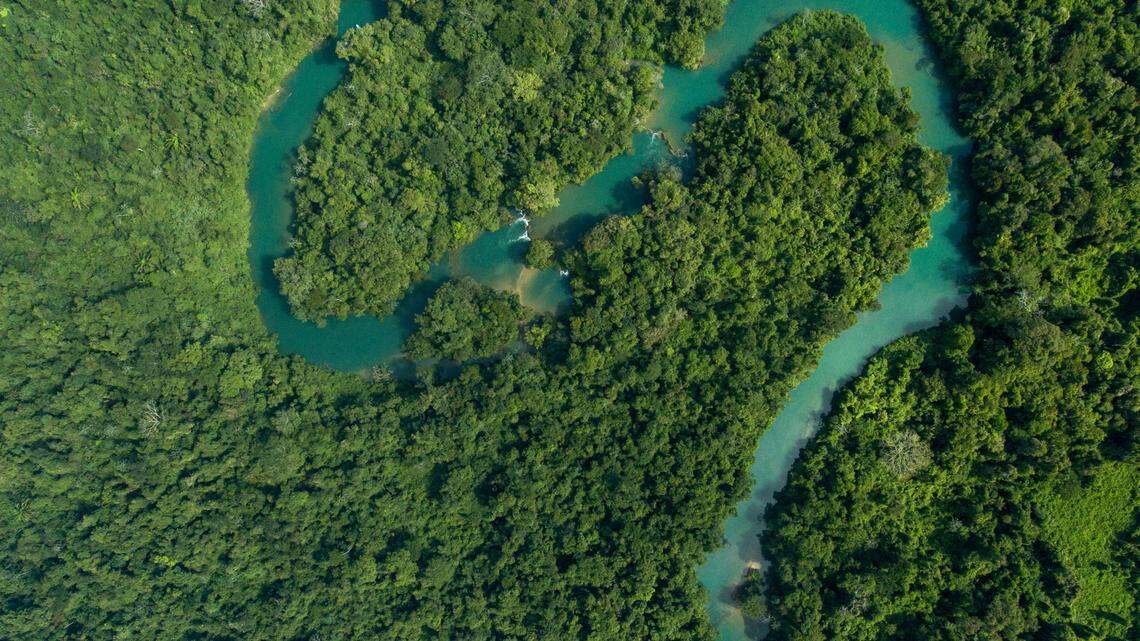 Two greater spear-nosed bats were found roosting in the trunk of a large Kapok tree, which is also a novel finding, researchers said.