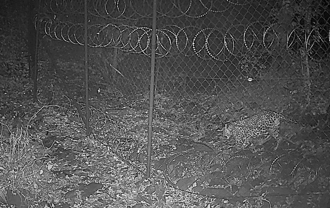 A Persian leopard seen at Algeti National Park, Georgia.
