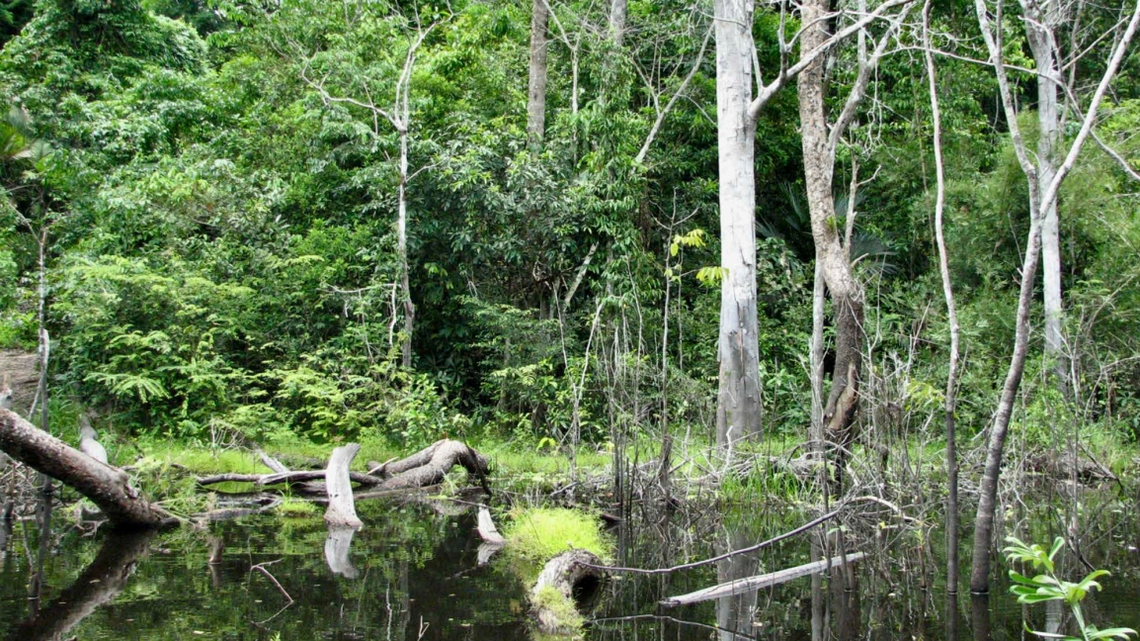 Scientists found a “large”-eyed creature with “long” toes in a “swampy forest” of Bolivia and discovered a new species, a study said.