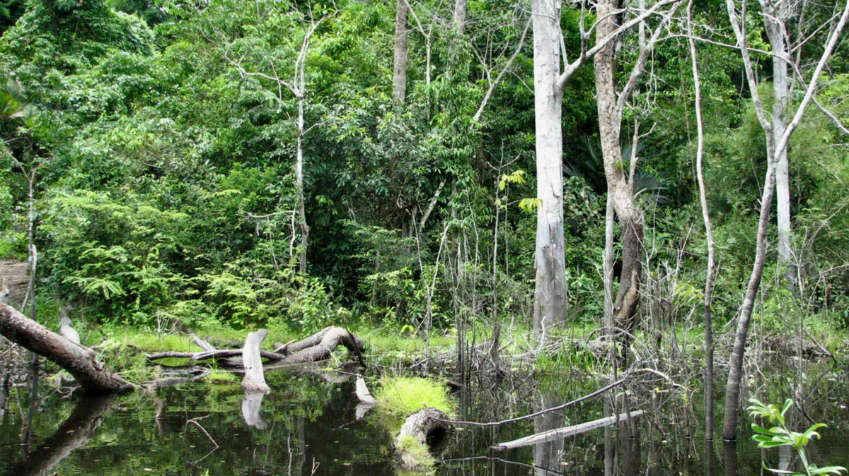 Scientists found a “large”-eyed creature with “long” toes in a “swampy forest” of Bolivia and discovered a new species, a study said.