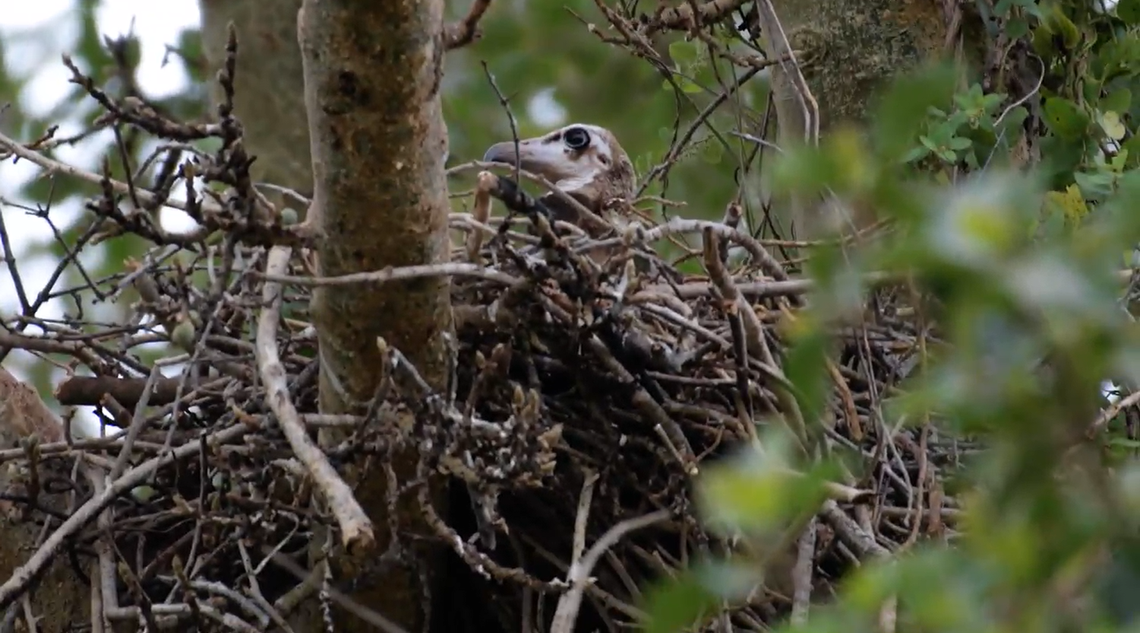 A close-up view of the hooded vulture chick seen in KwaZulu-Natal.