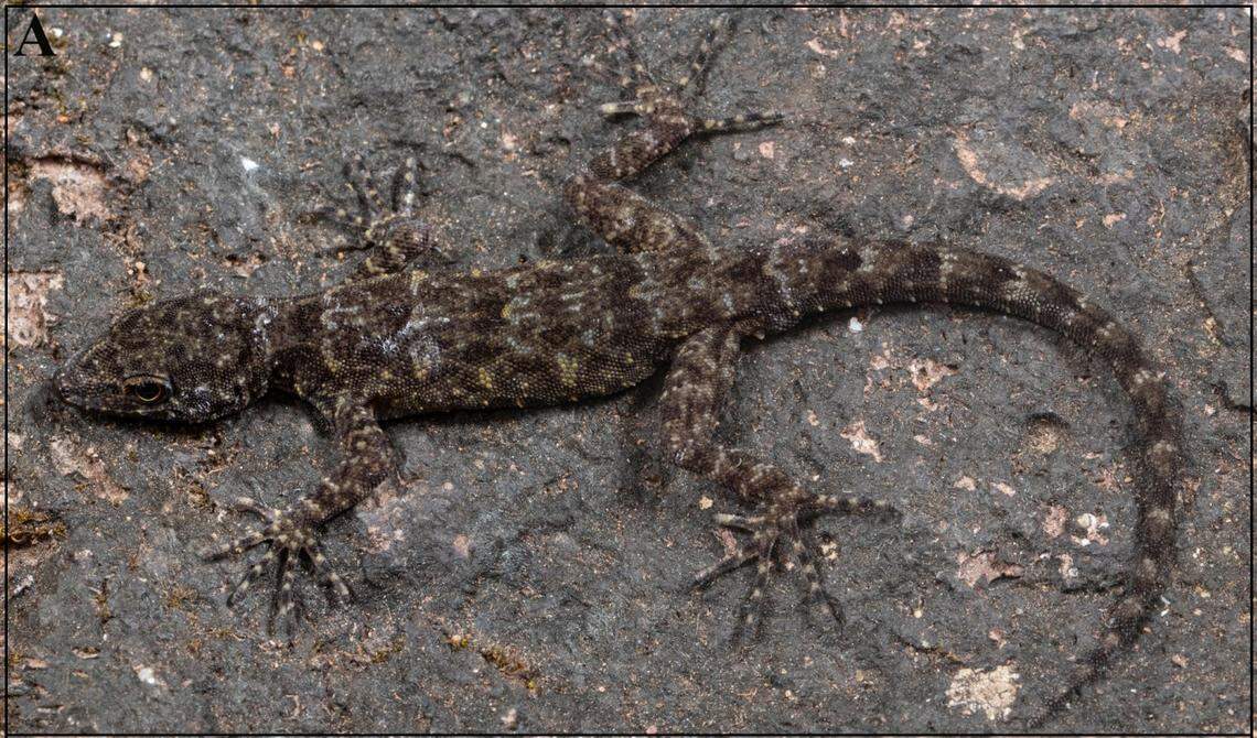 An adult male Cnemaspis kalsubaiensis, or Kalsubai dwarf gecko.