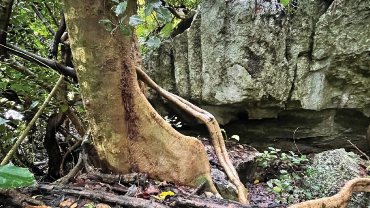 Scientists found a colorful “jewel-like” animal in rocky holes in Thailand and discovered a new species, a study said.