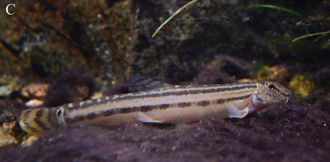 A Cobitis beijingensis, or Beijing spined loach.