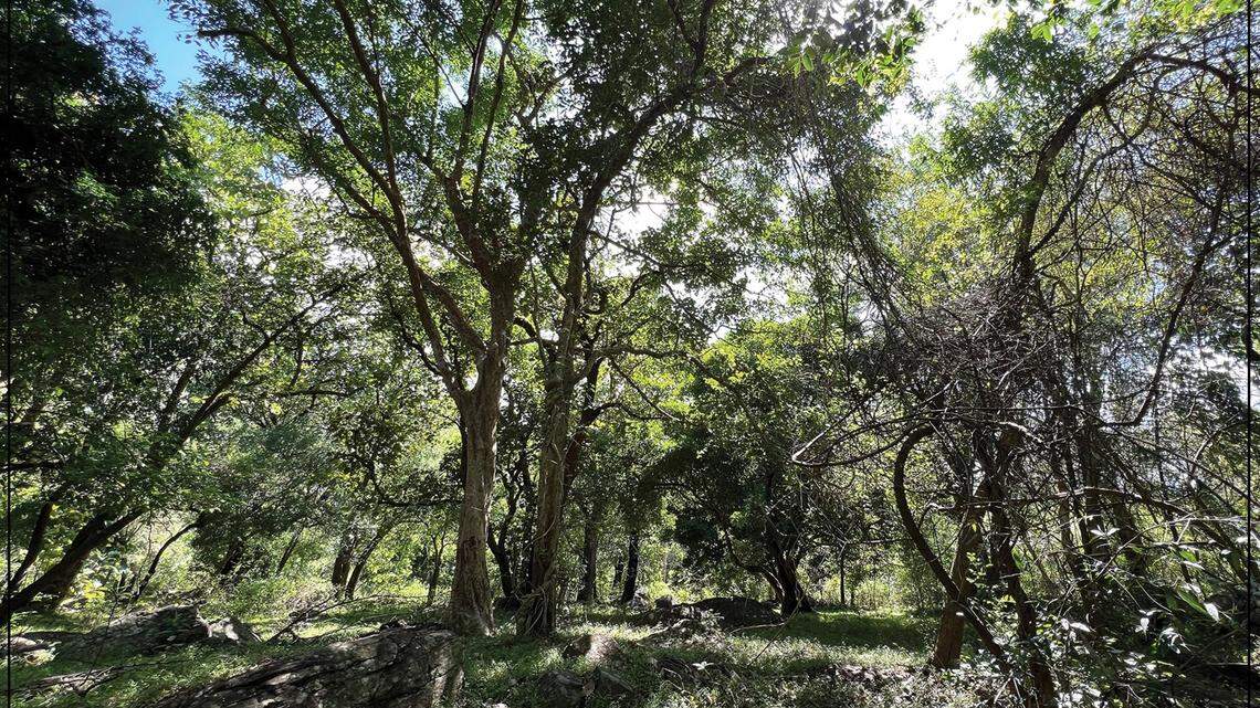 Scientists in India found an animal that looked like Van Gogh’s Starry Night painting and discovered a new species, a study said.