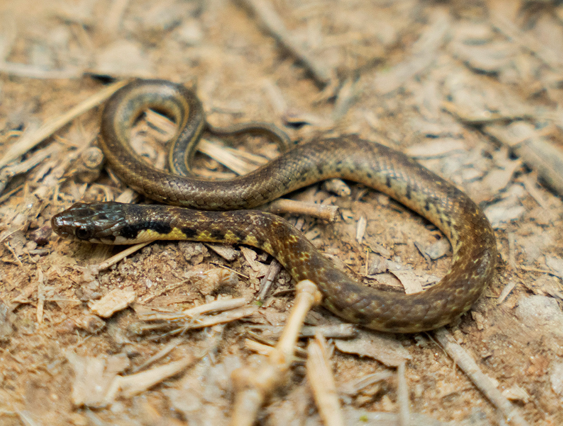 The Erythrolamprus mossoroensis snake found in Paraíba, Brazil.