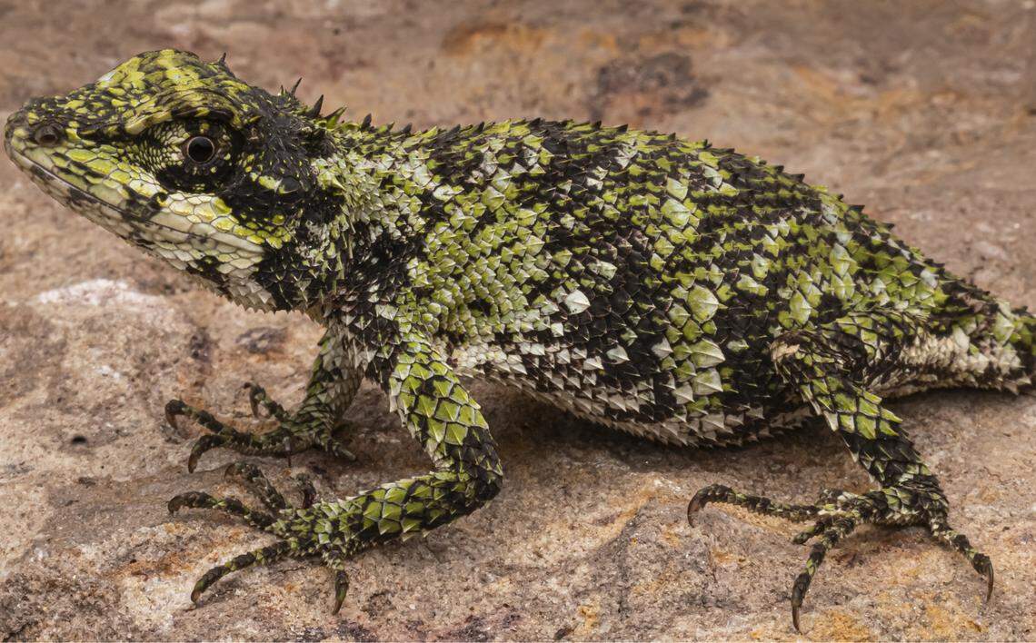 One of the specimens collected was a pregnant female, indicating the species breeds during pre-monsoon and monsoon seasons, researchers said.