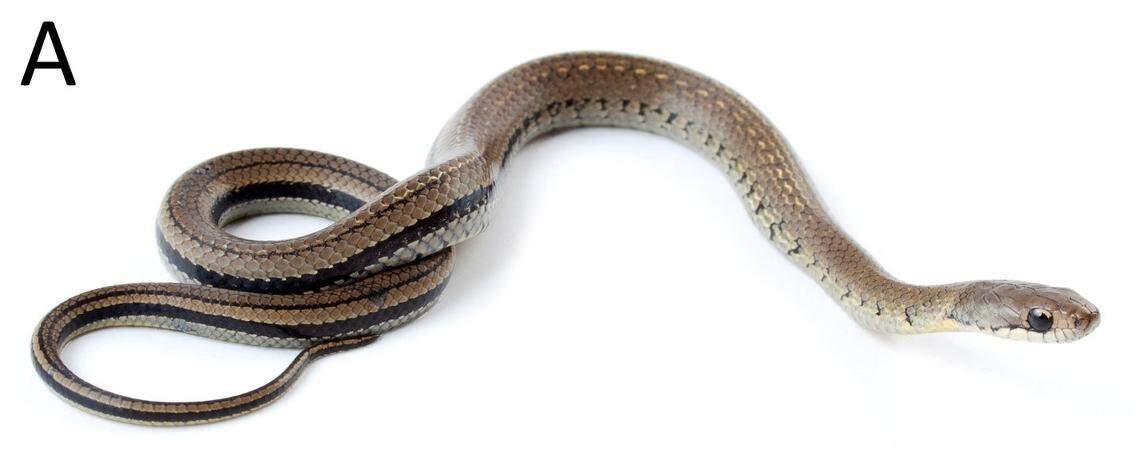 An Erythrolamprus darwinnunezi, or Núñez’s snake.