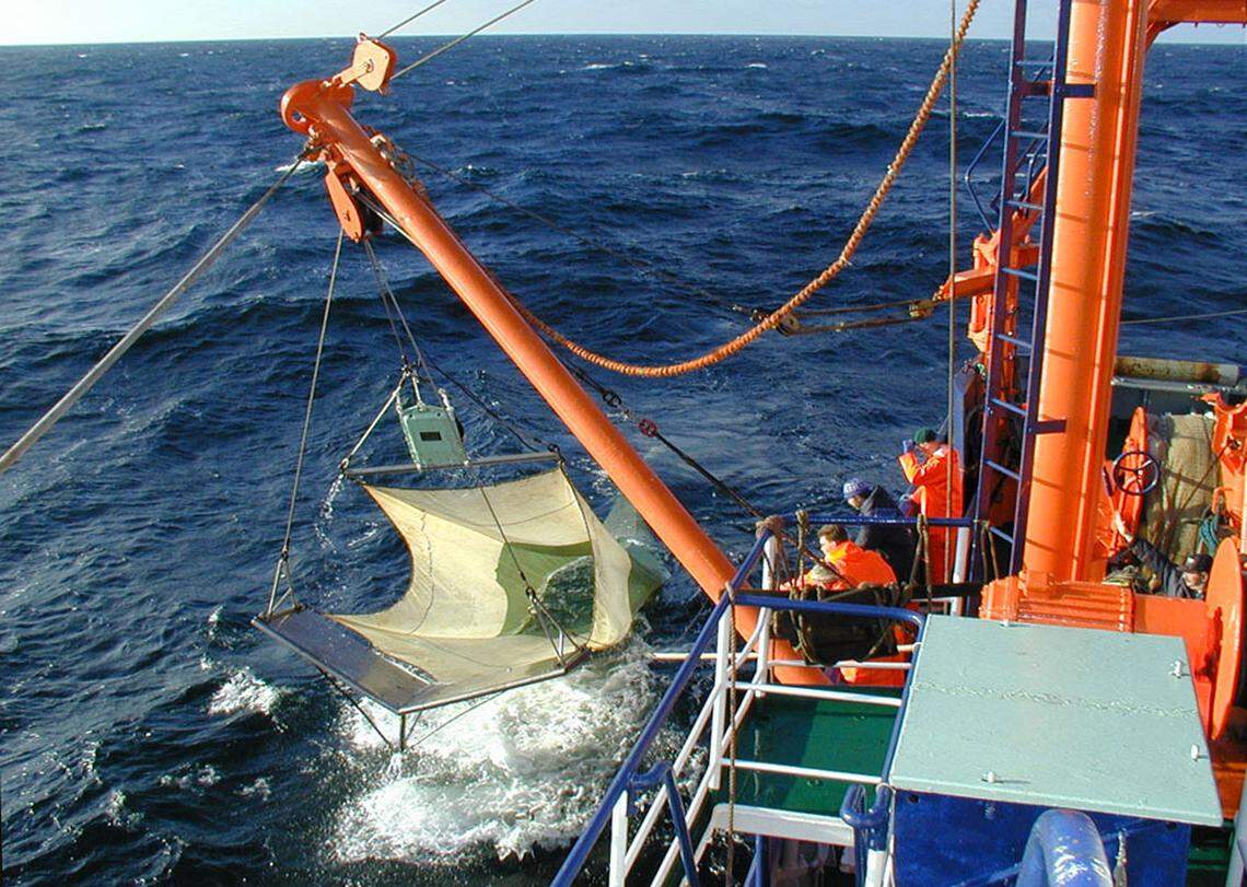 Scientists trawling for eels caught an egg and juvenile fish of an “elusive” marlin species, a first-of-its-kind find, a study said.