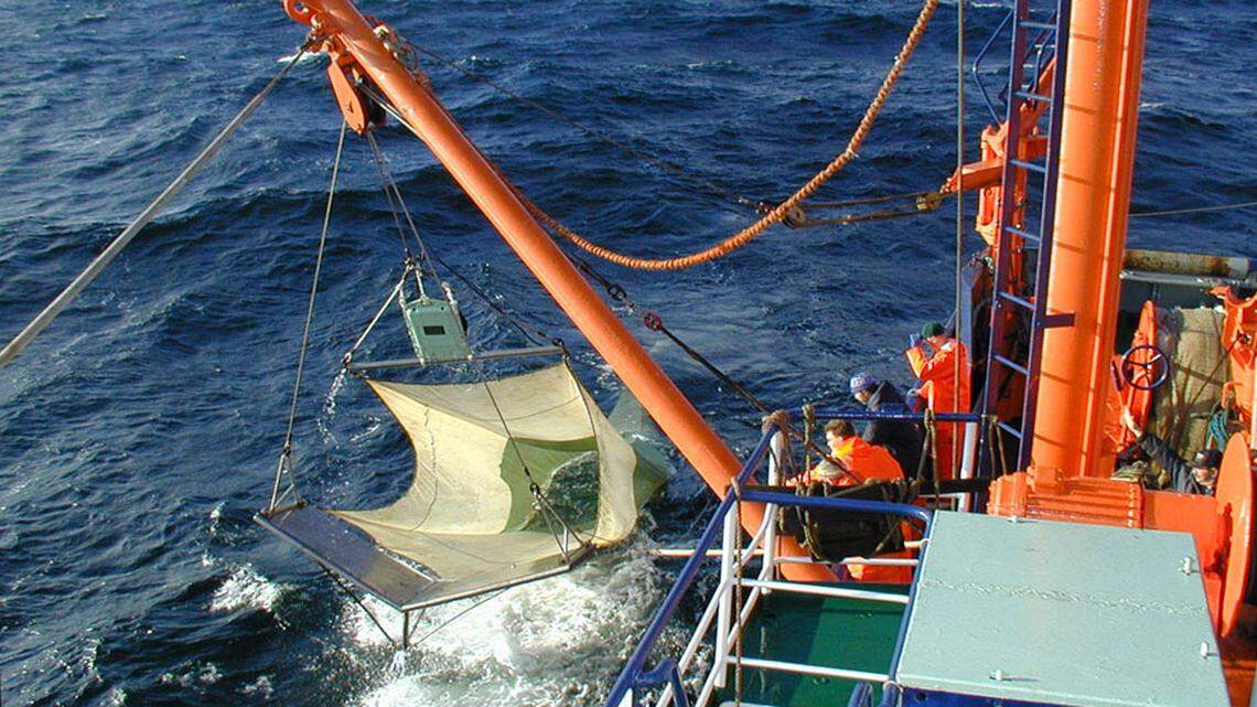 Scientist trawling for eels caught an egg and juvenile fish of an “elusive” marlin species, a first-of-its-kind find, a study said.