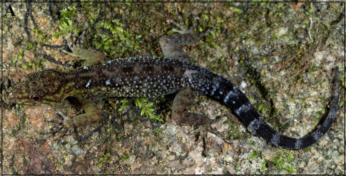 A male Cnemaspis tenkasiensis, or Tenkasi dwarf gecko.
