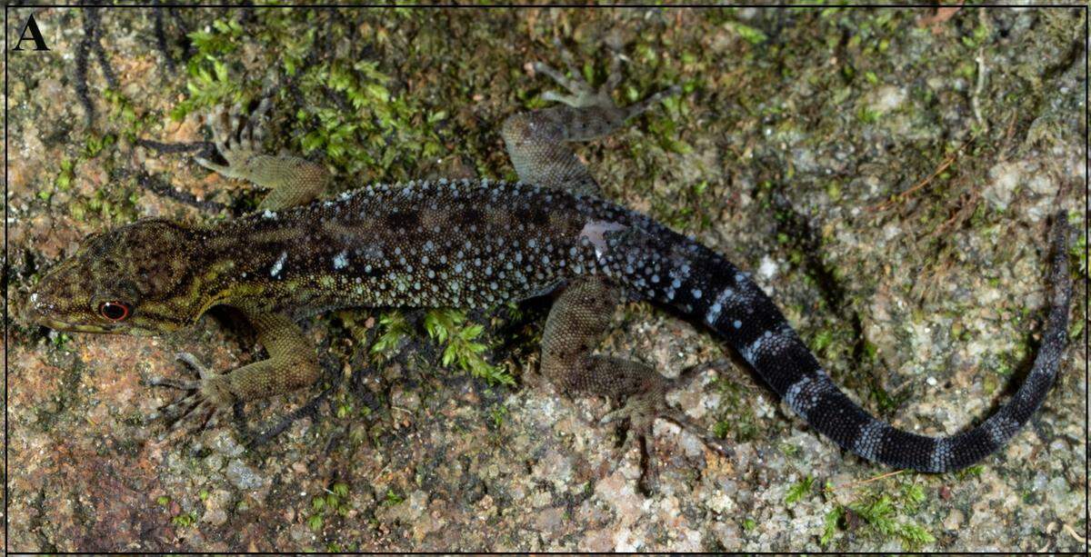 A male Cnemaspis tenkasiensis, or Tenkasi dwarf gecko.
