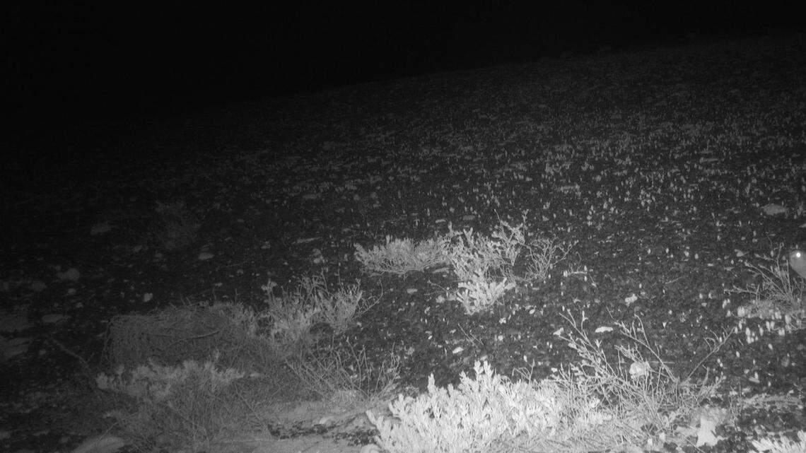 A trail camera at a nature reserve in Australia photographed a night parrot, the “planet’s most elusive bird,” conservationists said.