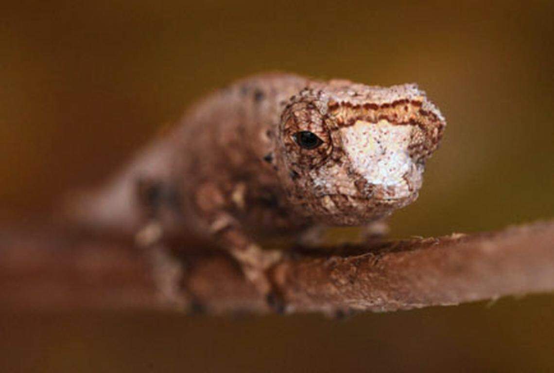 A Brookesia nofy, or Nofy leaf chameleon.