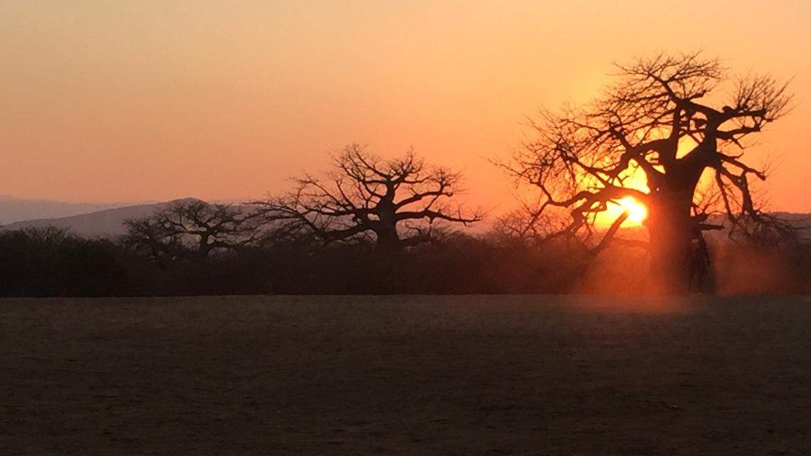 Scientists found a “giant” animal with “distinct” genitalia in Tanzania and discovered a new species, a study said. Photo shows a representative area of the Iringa Region.