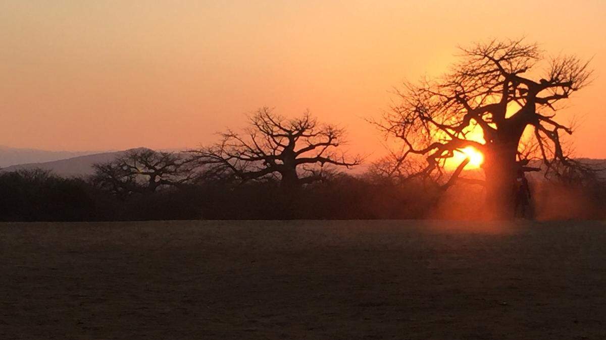Scientists found a “giant” animal with “distinct” genitalia in Tanzania and discovered a new species, a study said. Photo shows a representative area of the Iringa Region.