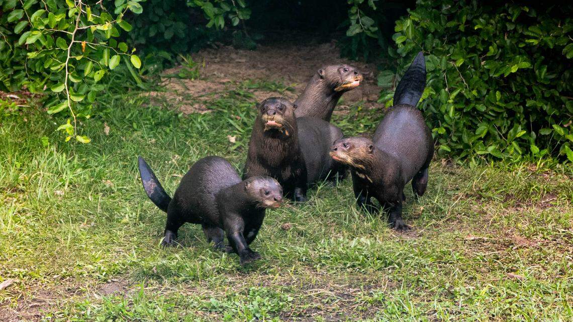 The giant river otters Coco and Nima with their pups in the Iberá wetlands.