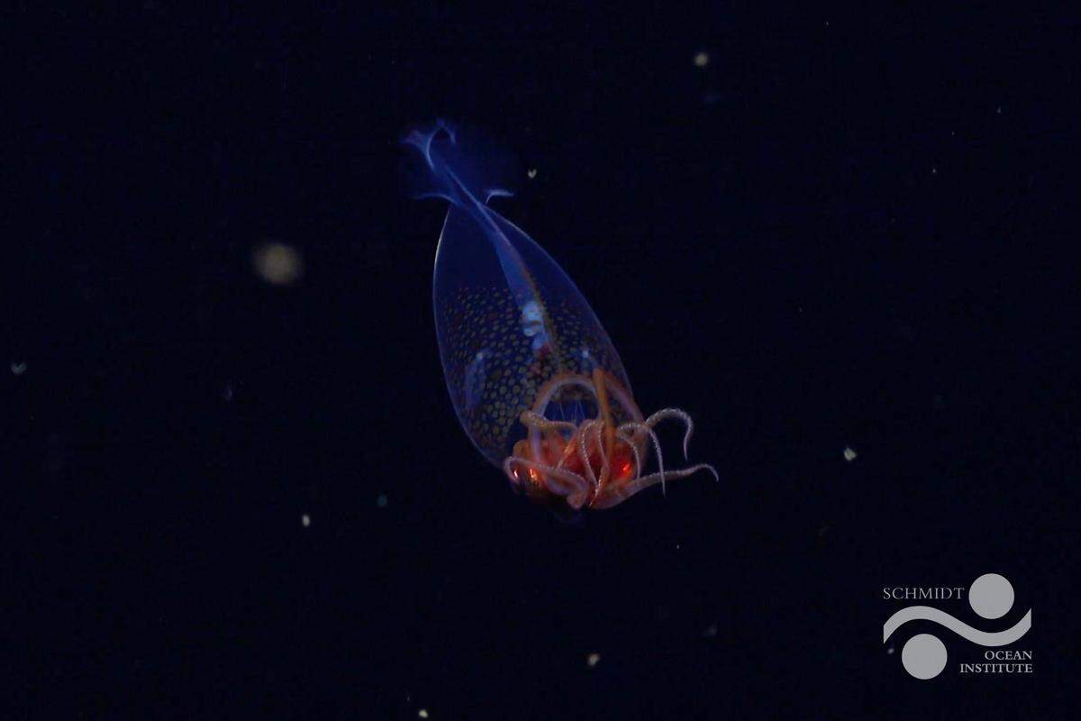 The baby colossal squid, or Mesonychoteuthis hamiltoni, seen for the first time in its natural habitat off the South Sandwich Islands.
