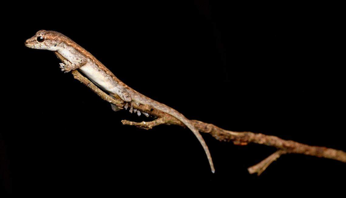 A Lygodactylus morii, or Mori’s dwarf gecko, perched on a twig.