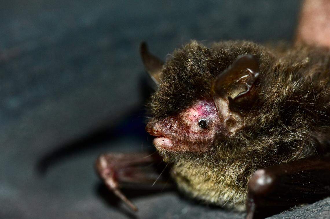 A Myotis himalaicus, or Himalayan long-tailed Myotis bat.