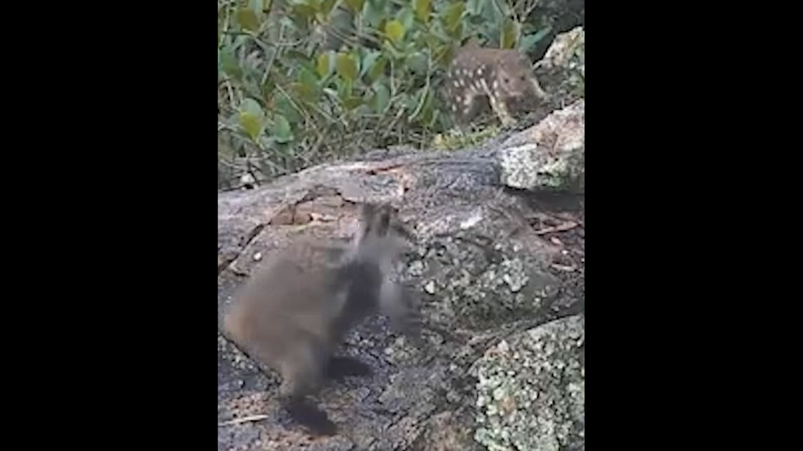 A trail camera at a national park in Australia filmed a spotted-tailed quoll meeting two rock-wallabies, a “rarely documented” encounter.