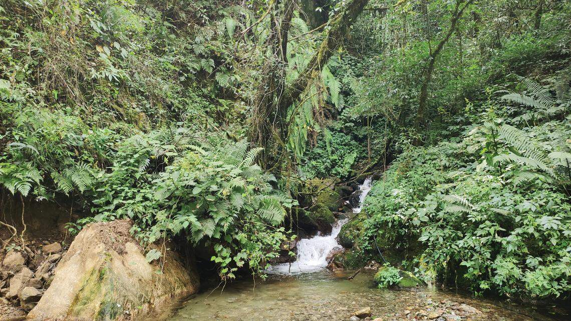 The new species of horned toad was found in China, researchers said.