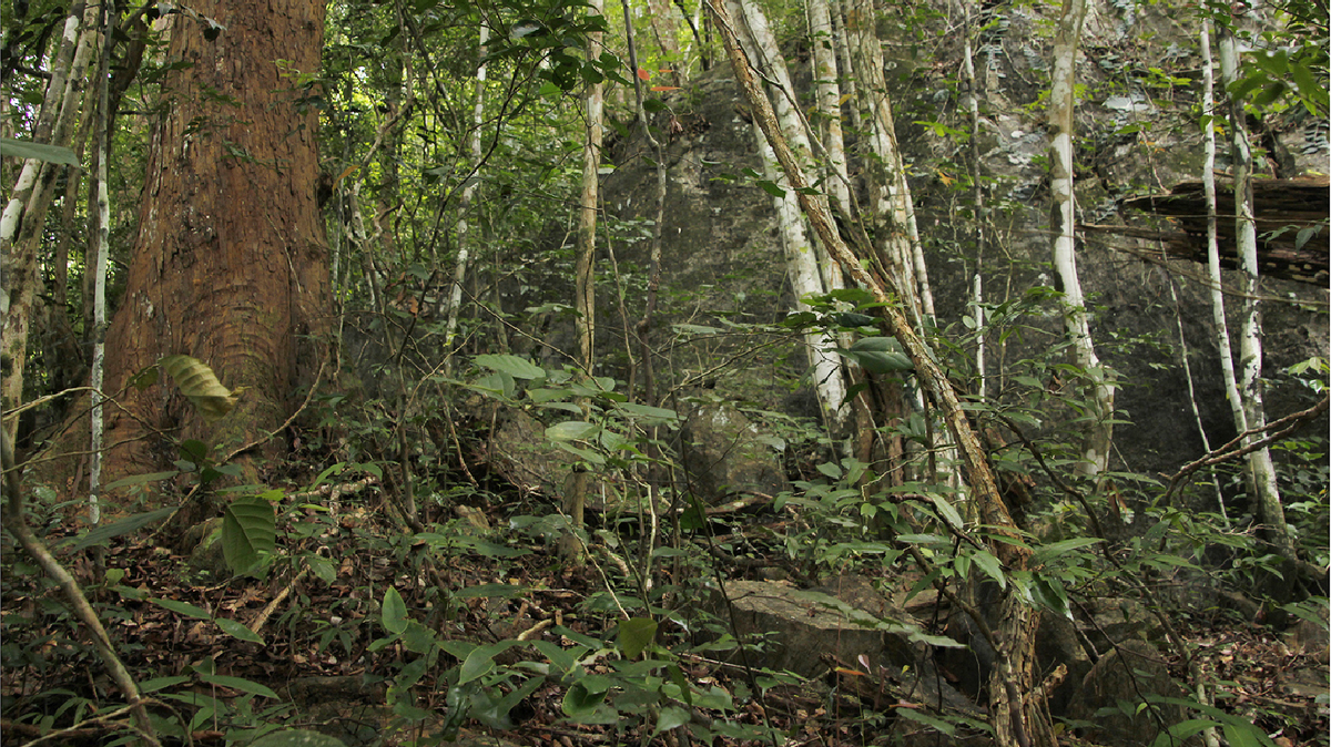 Scientists found “emerald-green” animals near boulders in Trang and Satun province and discovered a new species, a study said.