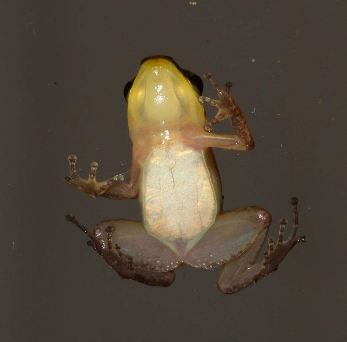 The underside of an Allobates liniaureum, or golden line nurse frog.