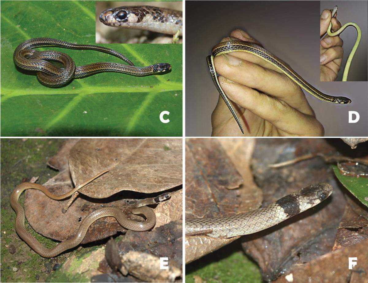 Several views of Tantilla palamala, or the open-winged centipede snake.