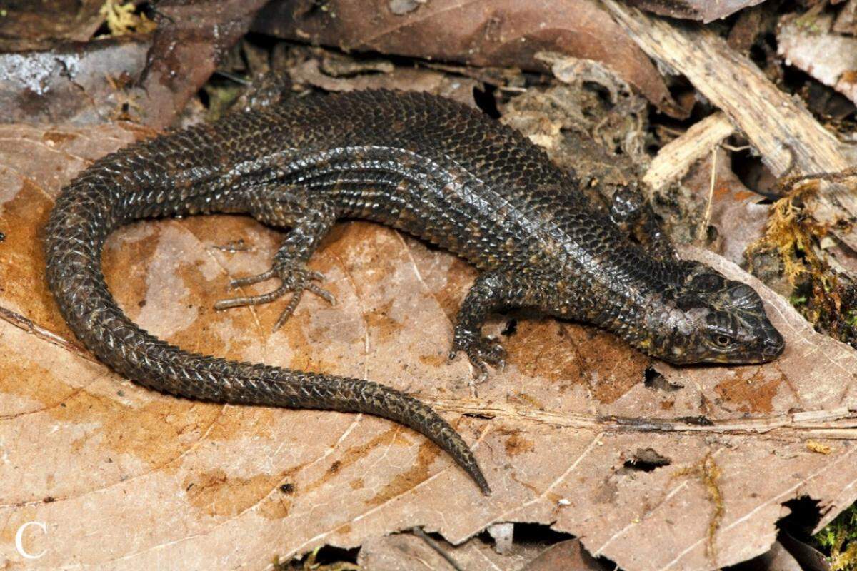 A female Tropidophorus vongx, or dragon water skink.