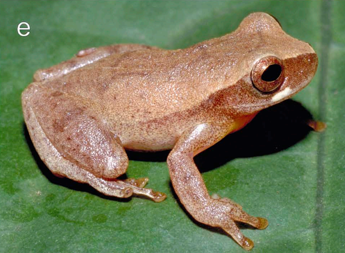 A Dendropsophus jamesi, or James’ tree frog, with less patterning.