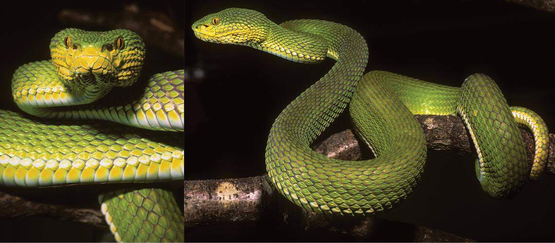 A Trimeresurus ayeyarwadyensis, or Ayeyarwady pit viper, as seen in the wild.
