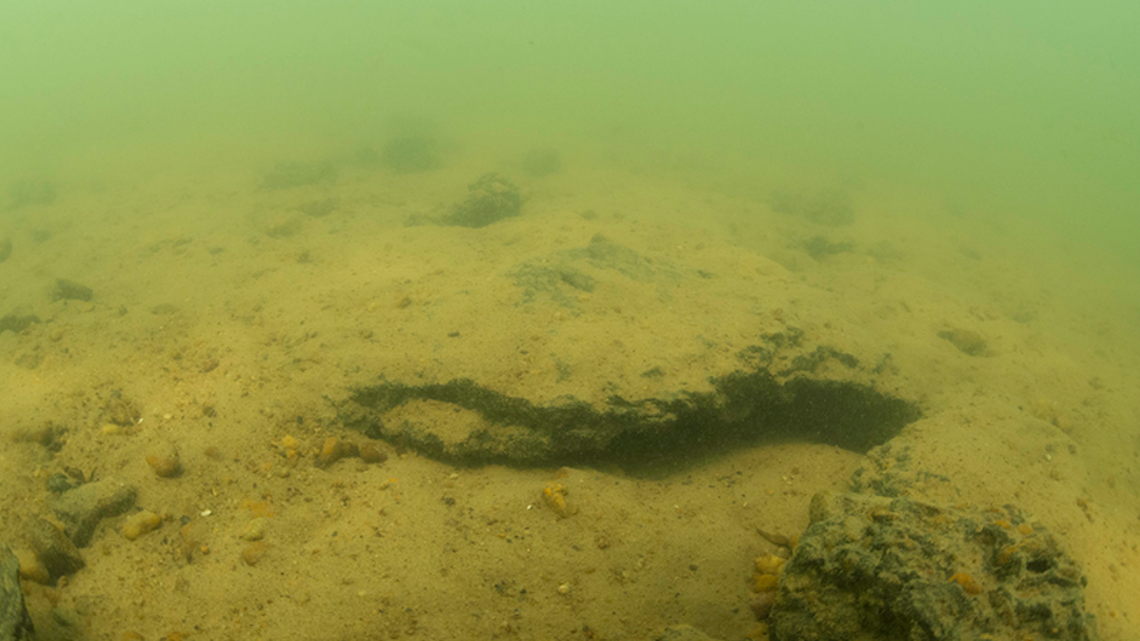 Scientists found an “armored” creature with yellow spots in caves of Xingu River and discovered a new species, a study says.