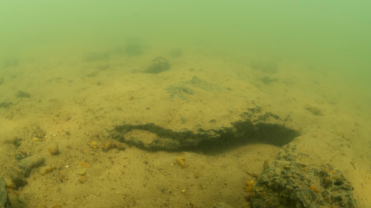 Scientists found an “armored” creature with yellow spots in caves of Xingu River and discovered a new species, a study says.