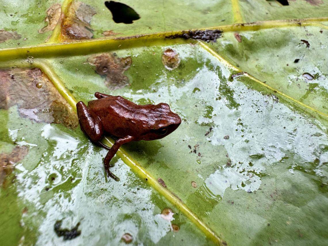 A red-bellied squeaker frog, or Arthroleptis hematogaster, found on Kakanga mountain.