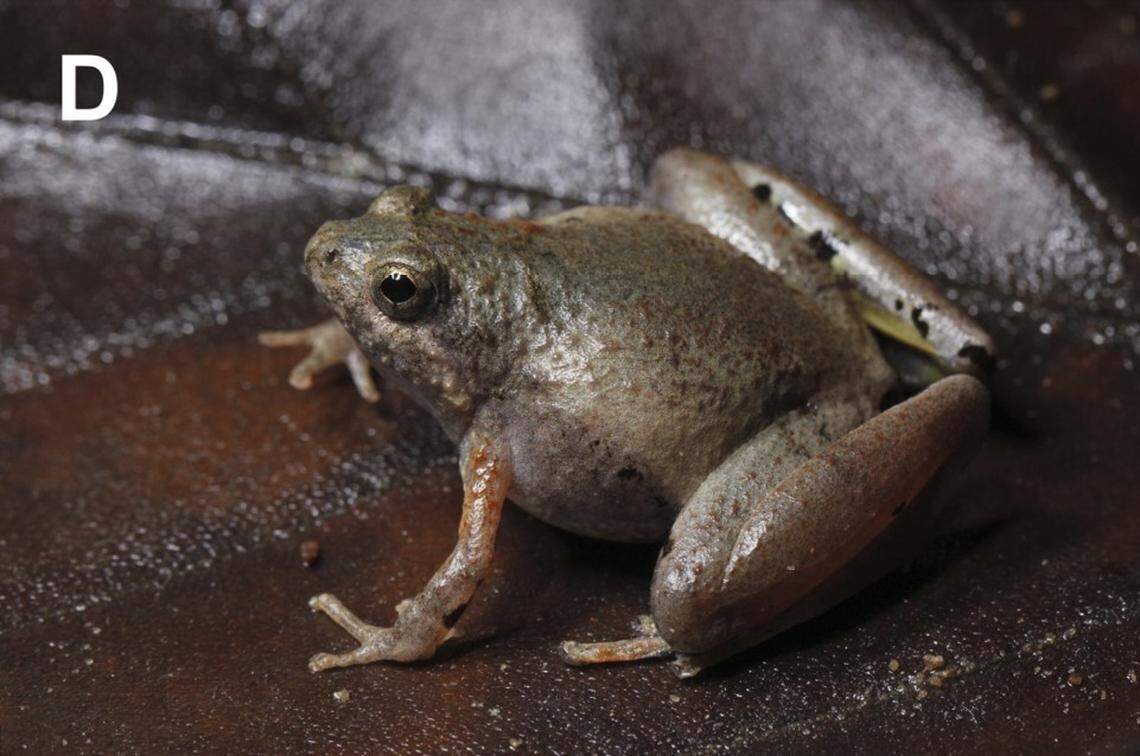 A Microhyla peninsularis, or Peninsular narrow-mouthed frog.