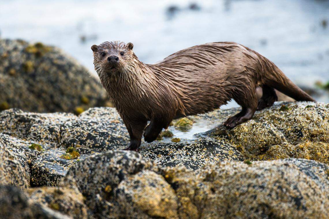 A generic sighting of an Eurasian otter, or Lutra lutra.
