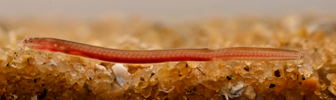 A Pangio juhuae, or Juhu’s pigmy eel-loach.