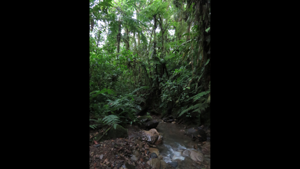 Scientists found a 4-foot-long creature with “emerald green” hue in a mountain forest and discovered a new species, a study said.