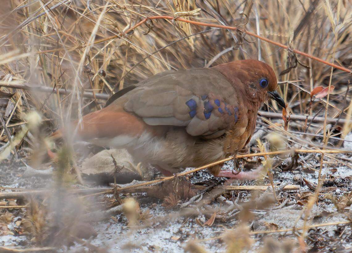 Fewer than 20 blue-eyed ground doves exist in the wild, according to experts.