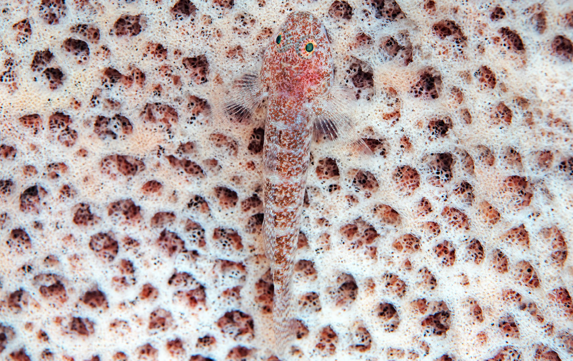 A Bathygobius mero, or sponge frillgoby.