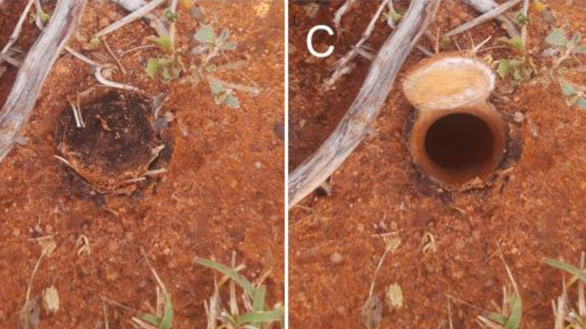 Scientists found a “large” creature with fangs behind a trapdoor in Tamil Nadu and discovered a new species, a study said and photos show.