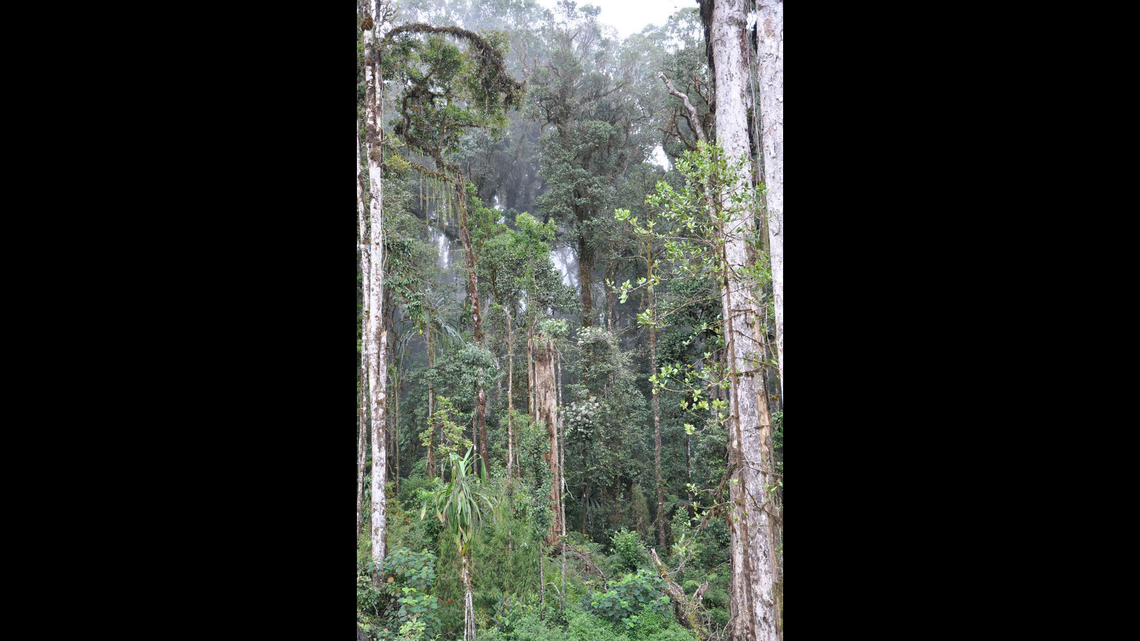 Scientists found a silver-eyed creature with “sharp buzz” call in the Papua New Guinea mountains and discovered a new species, a study said.