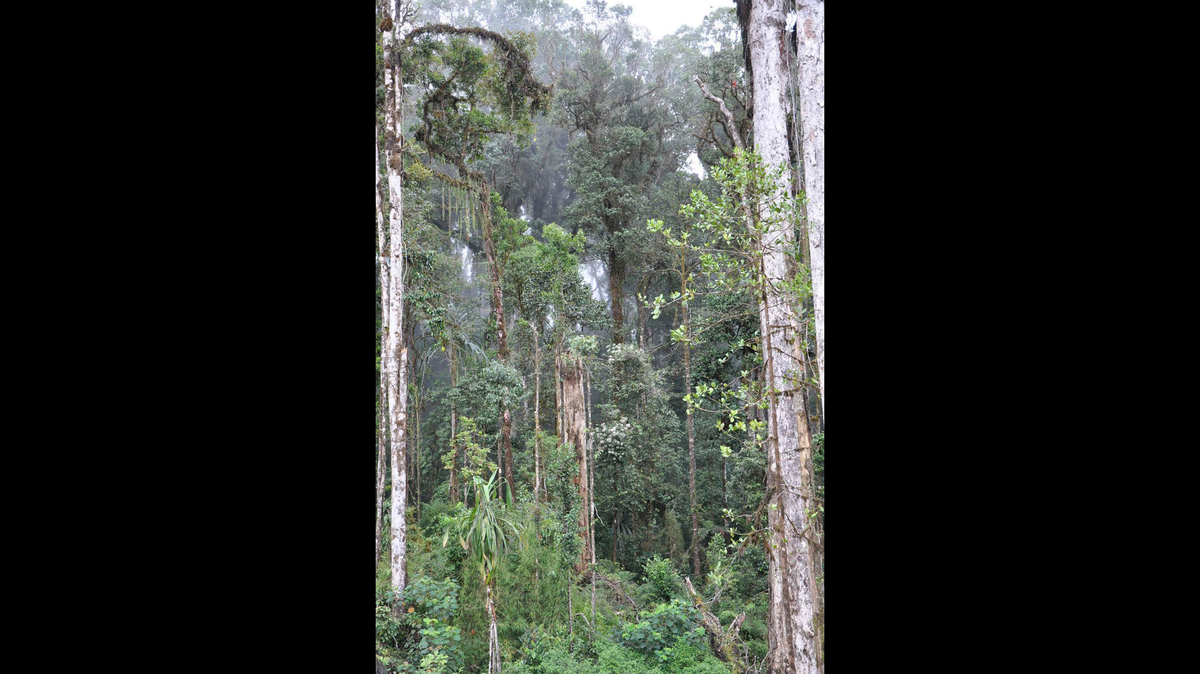 Scientists found a silver-eyed creature with “sharp buzz” call in the Papua New Guinea mountains and discovered a new species, a study said.