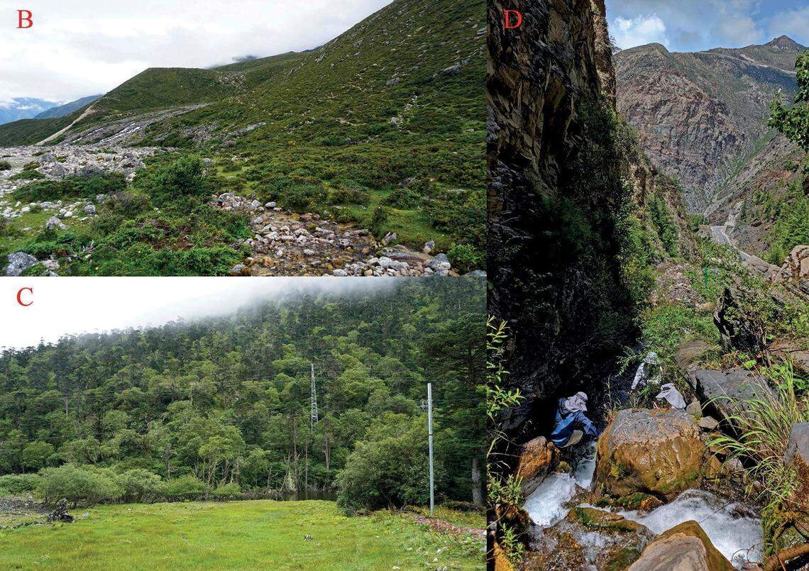 Areas where researchers found Scutiger luozhaensis, or Luozha lazy toads.