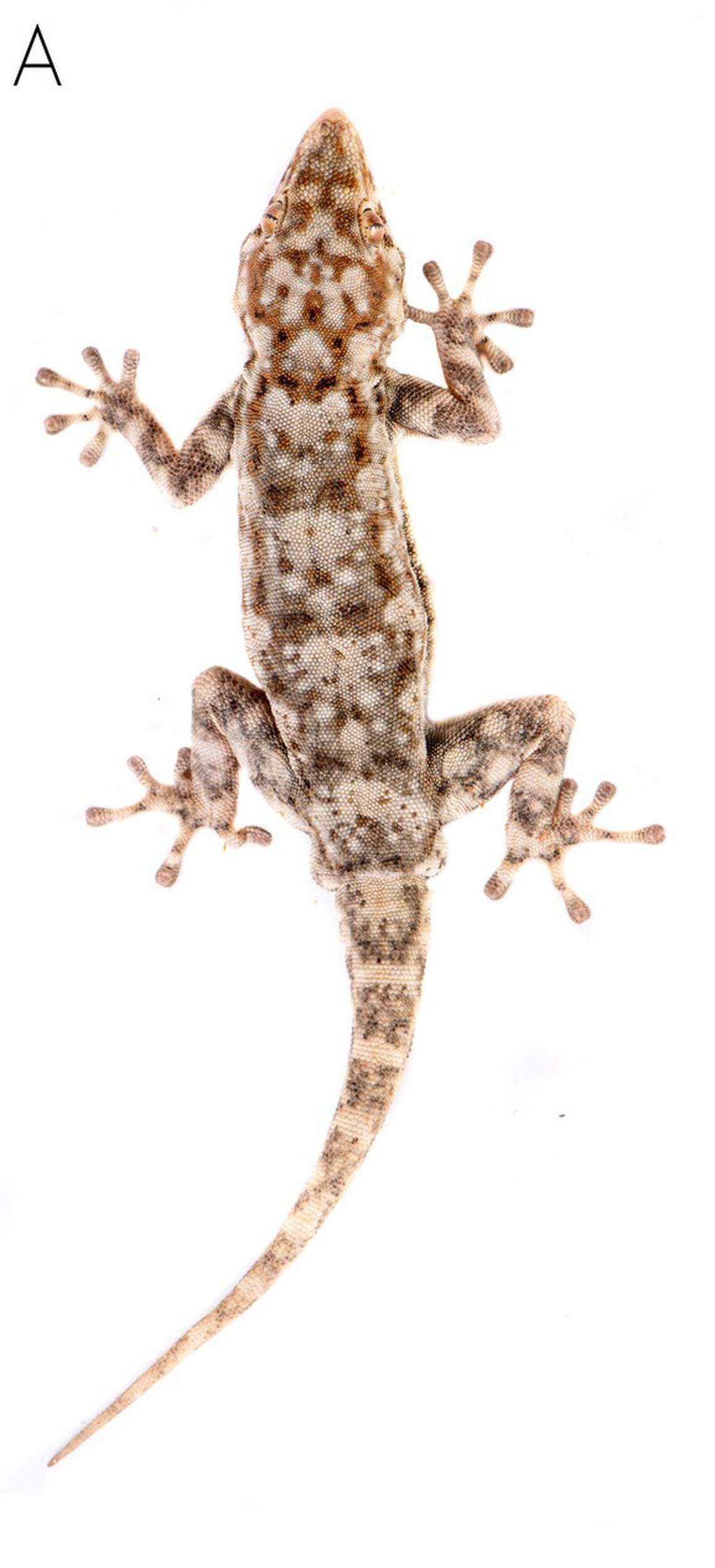 A Rhoptropus crypticus, or cryptic Namib day gecko.