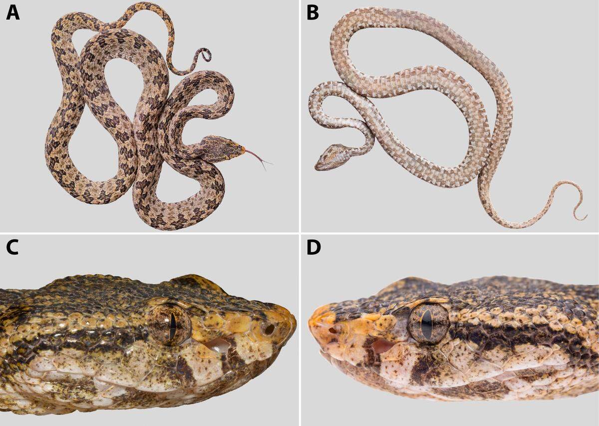 Several views of a Protobothrops flavirostris, or Vang Vieng lance-headed pit viper.